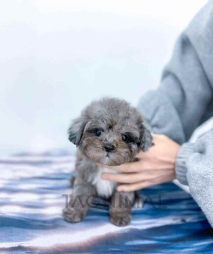 Poodle puppy for sale, dog for sale at Tagnimal