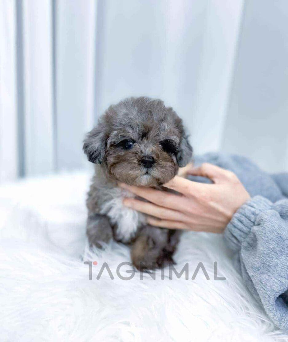 Poodle puppy for sale, dog for sale at Tagnimal