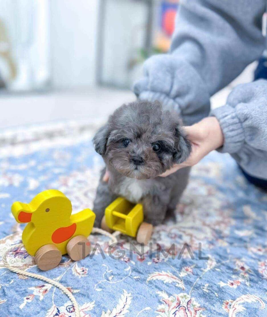 Poodle puppy for sale, dog for sale at Tagnimal