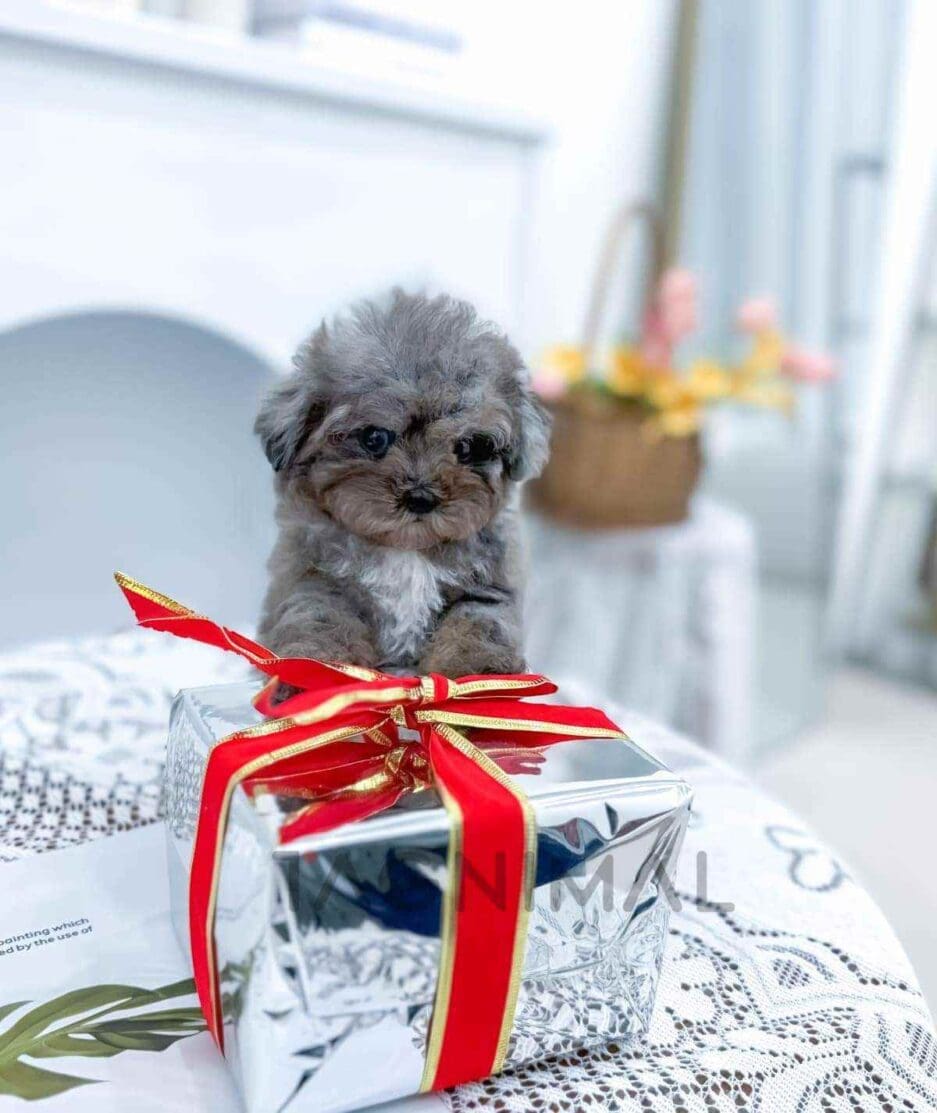Poodle puppy for sale, dog for sale at Tagnimal