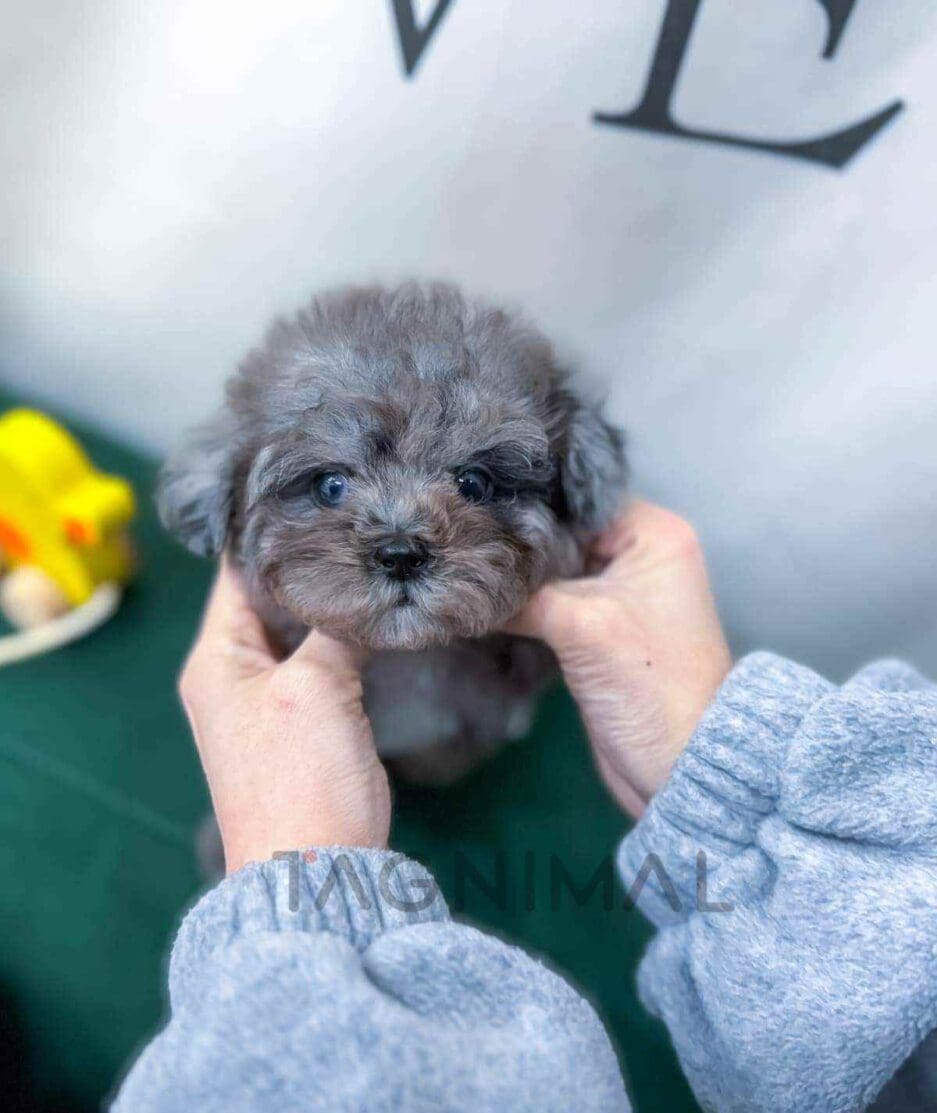 Poodle puppy for sale, dog for sale at Tagnimal