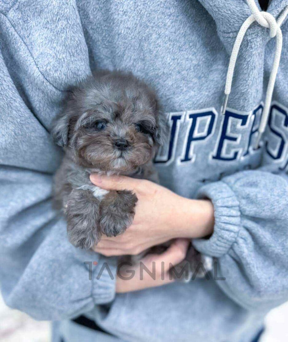 Poodle puppy for sale, dog for sale at Tagnimal