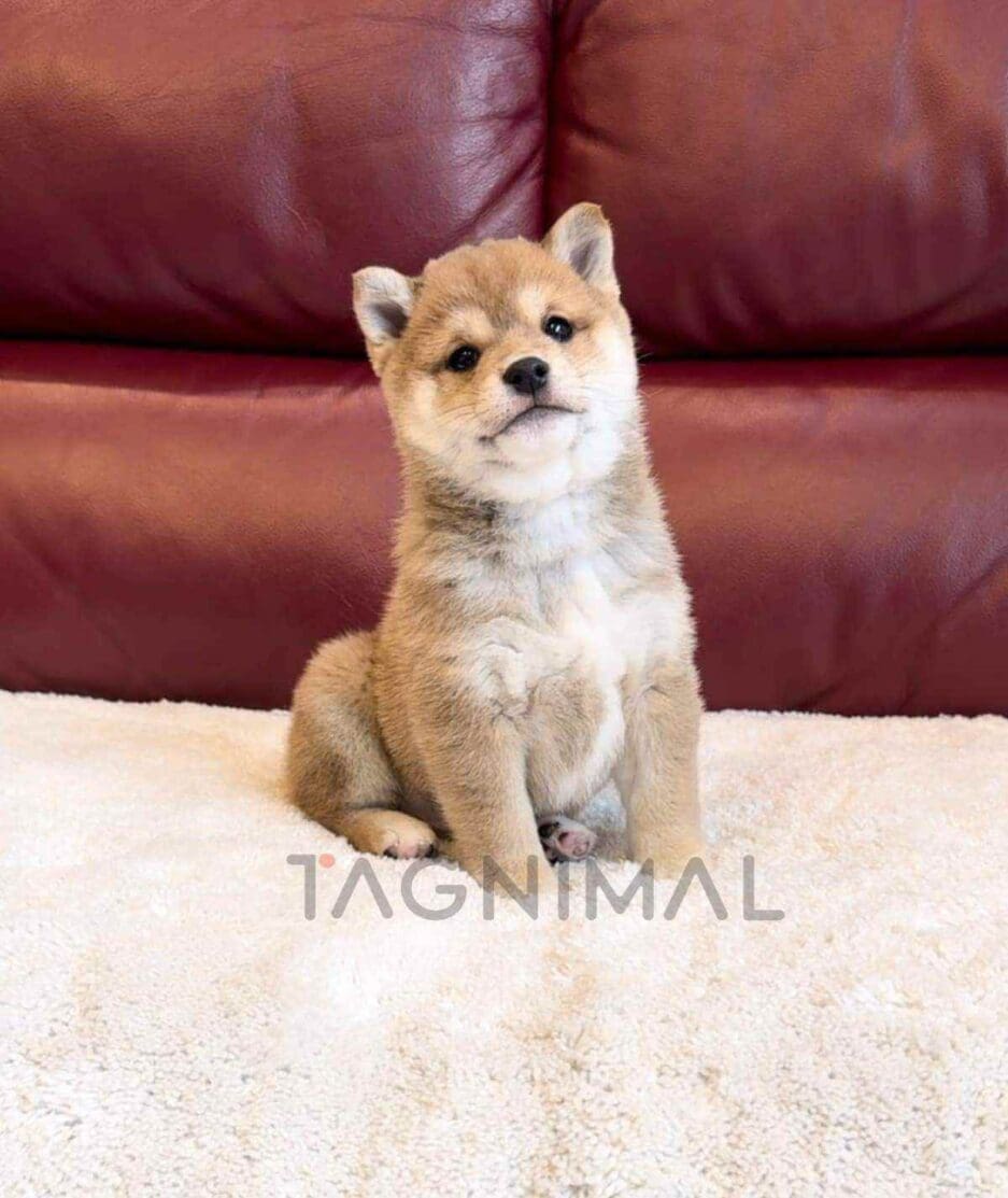 Mameshiba puppy for sale, dog for sale at Tagnimal