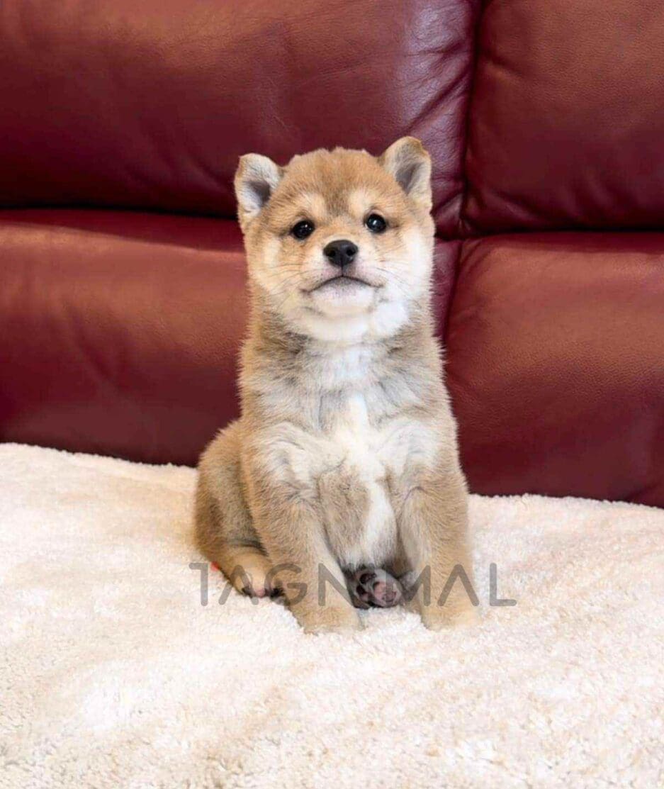 Mameshiba puppy for sale, dog for sale at Tagnimal