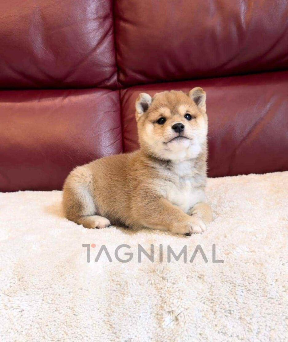 Mameshiba puppy for sale, dog for sale at Tagnimal