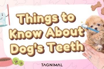 Things to Know About Dog's Teeth Tagnimal