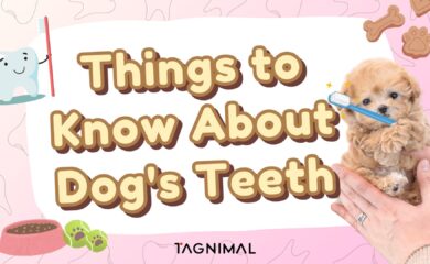 Things to Know About Dog's Teeth Tagnimal