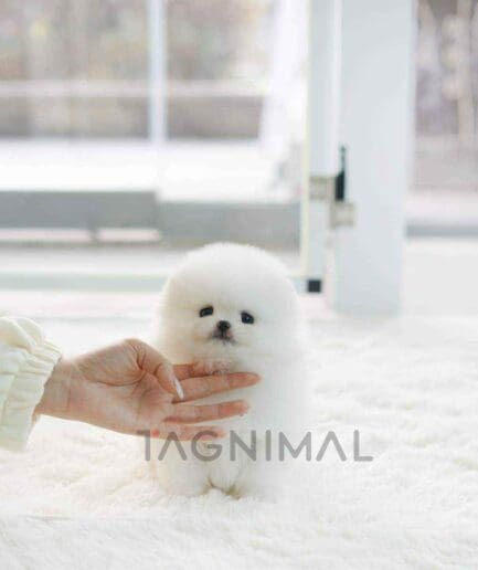 Pomeranian puppy for sale, dog for sale at Tagnimal