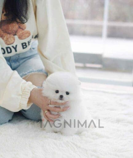 Pomeranian puppy for sale, dog for sale at Tagnimal