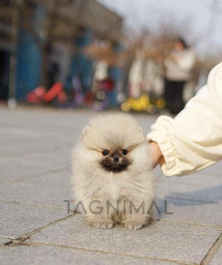 Pomeranian puppy for sale, dog for sale at Tagnimal