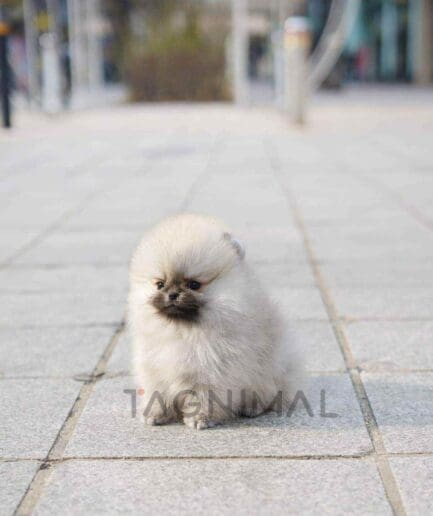 Pomeranian puppy for sale, dog for sale at Tagnimal