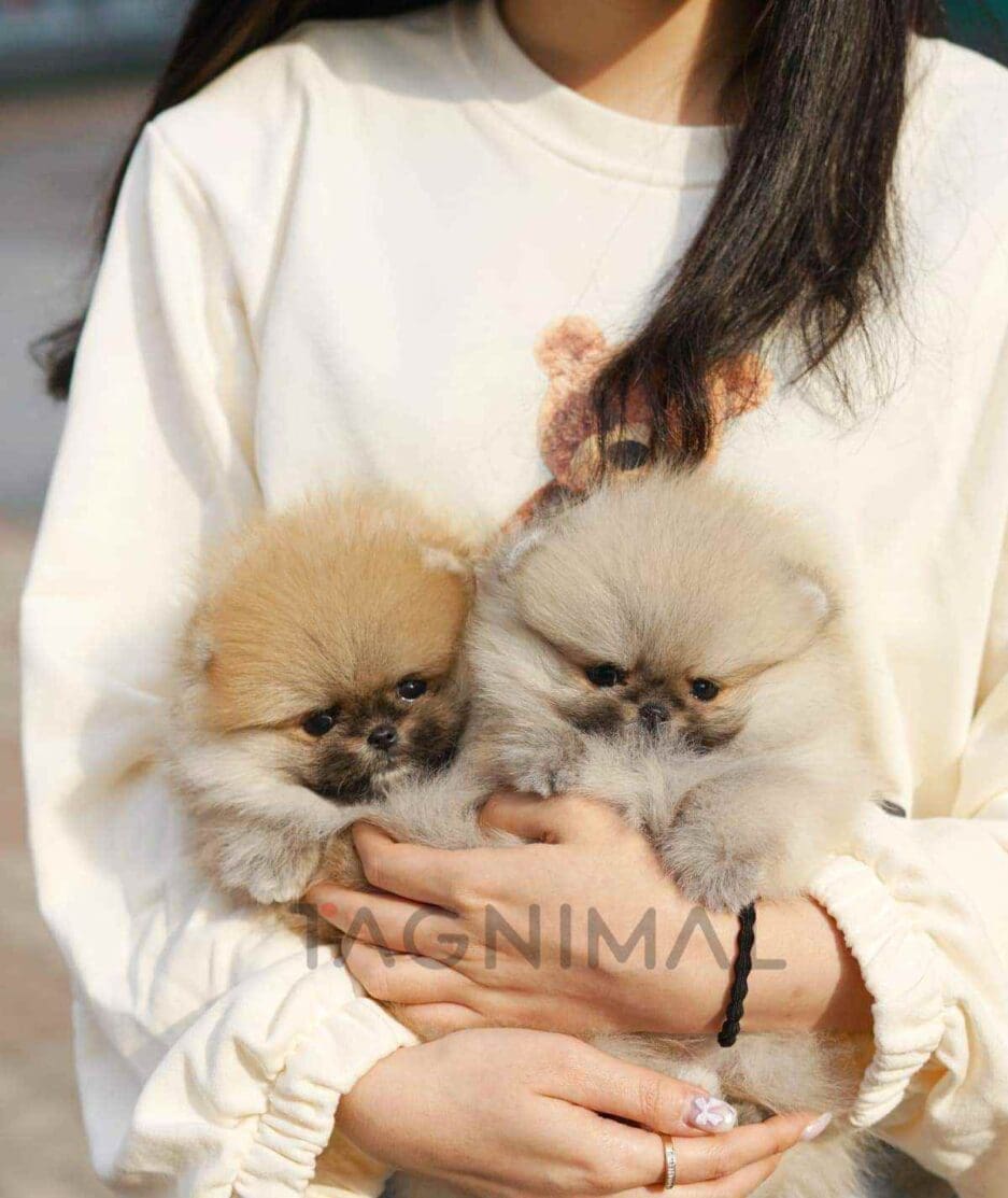 ขายลูกสุนัขปอมเมอเรเนียน ซื้อสุนัข ซื้อหมา ได้ที่ Tagnimal