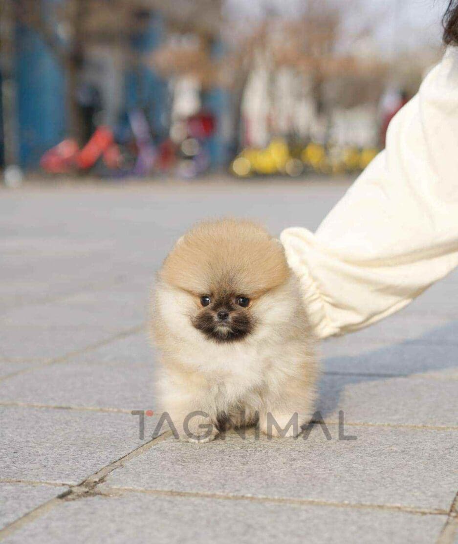 ขายลูกสุนัขปอมเมอเรเนียน ซื้อสุนัข ซื้อหมา ได้ที่ Tagnimal