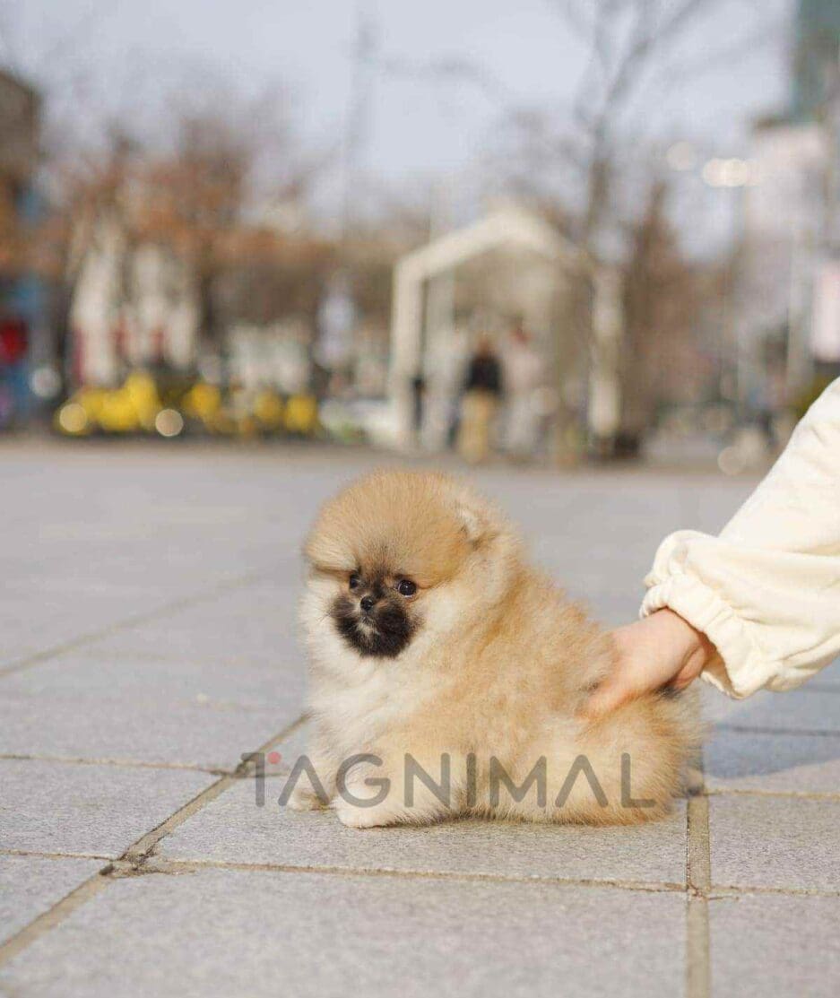ขายลูกสุนัขปอมเมอเรเนียน ซื้อสุนัข ซื้อหมา ได้ที่ Tagnimal