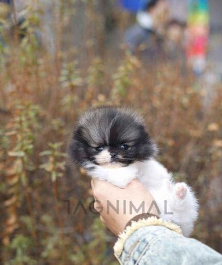 Pomeranian puppy for sale, dog for sale at Tagnimal