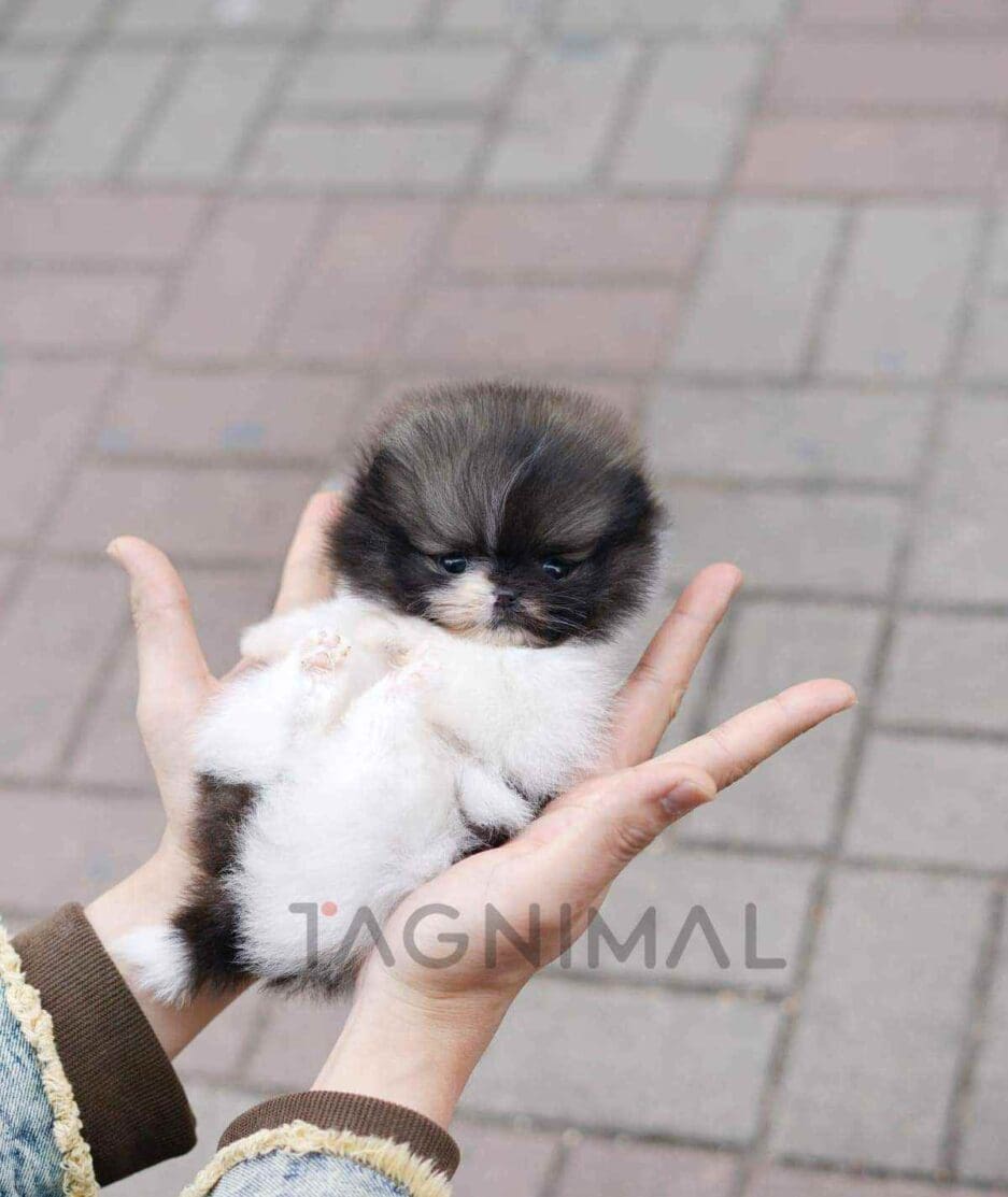 Pomeranian puppy for sale, dog for sale at Tagnimal