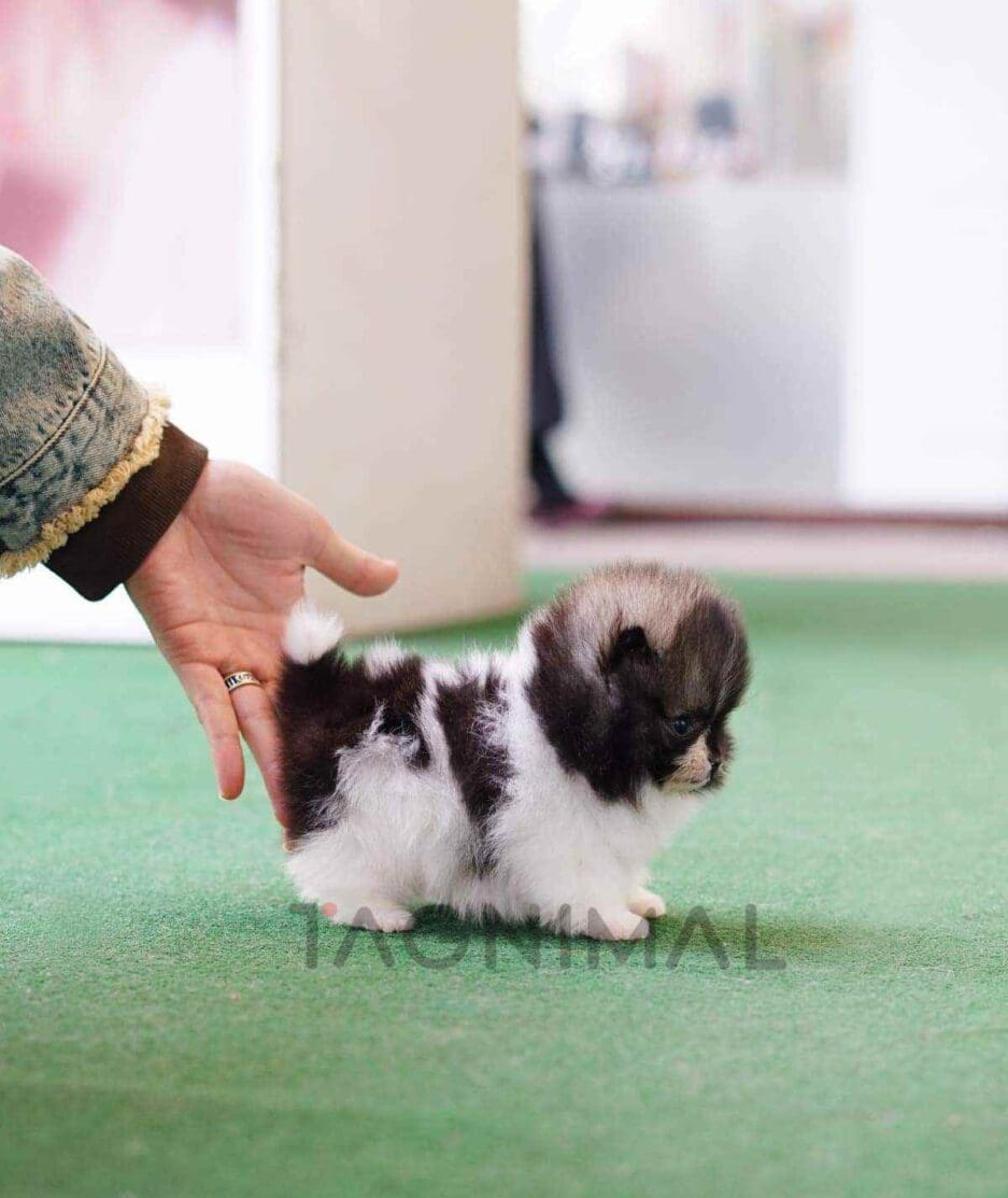 Pomeranian puppy for sale, dog for sale at Tagnimal