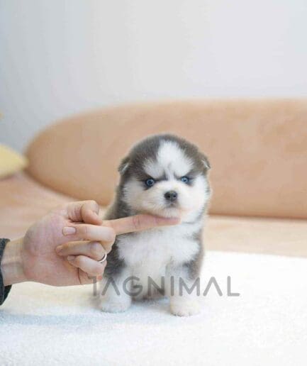 Pomsky puppy for sale, dog for sale at Tagnimal