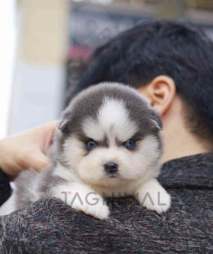 Pomsky puppy for sale, dog for sale at Tagnimal