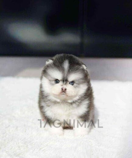 Pomsky puppy for sale, dog for sale at Tagnimal