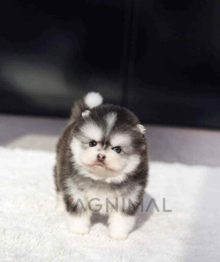 Pomsky puppy for sale, dog for sale at Tagnimal