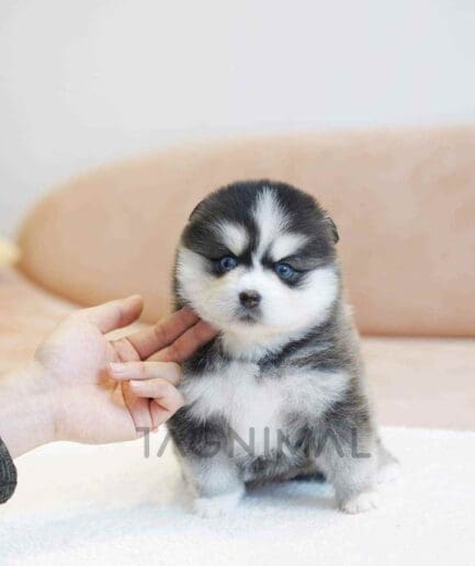 Pomsky puppy for sale, dog for sale at Tagnimal