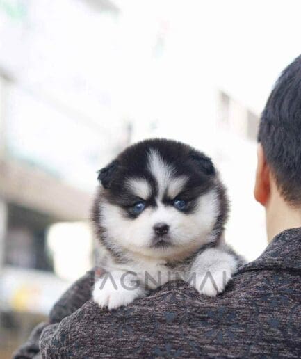 Pomsky puppy for sale, dog for sale at Tagnimal