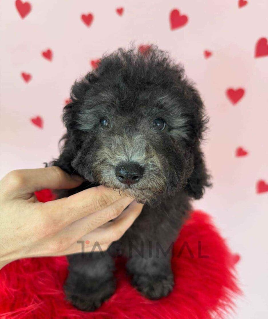 Poodle puppy for sale, dog for sale at Tagnimal