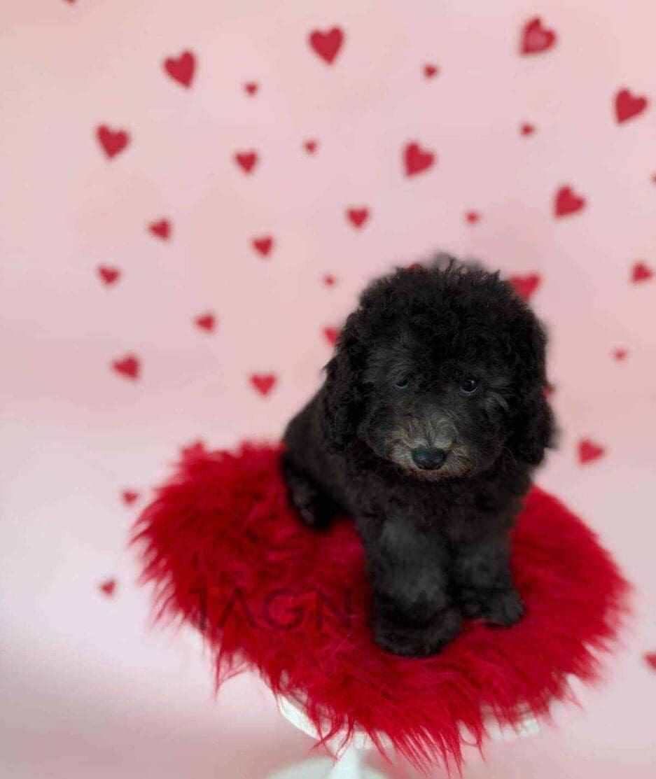 Poodle puppy for sale, dog for sale at Tagnimal