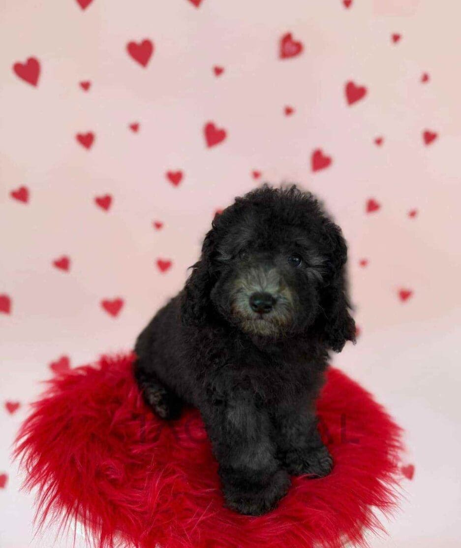 Poodle puppy for sale, dog for sale at Tagnimal