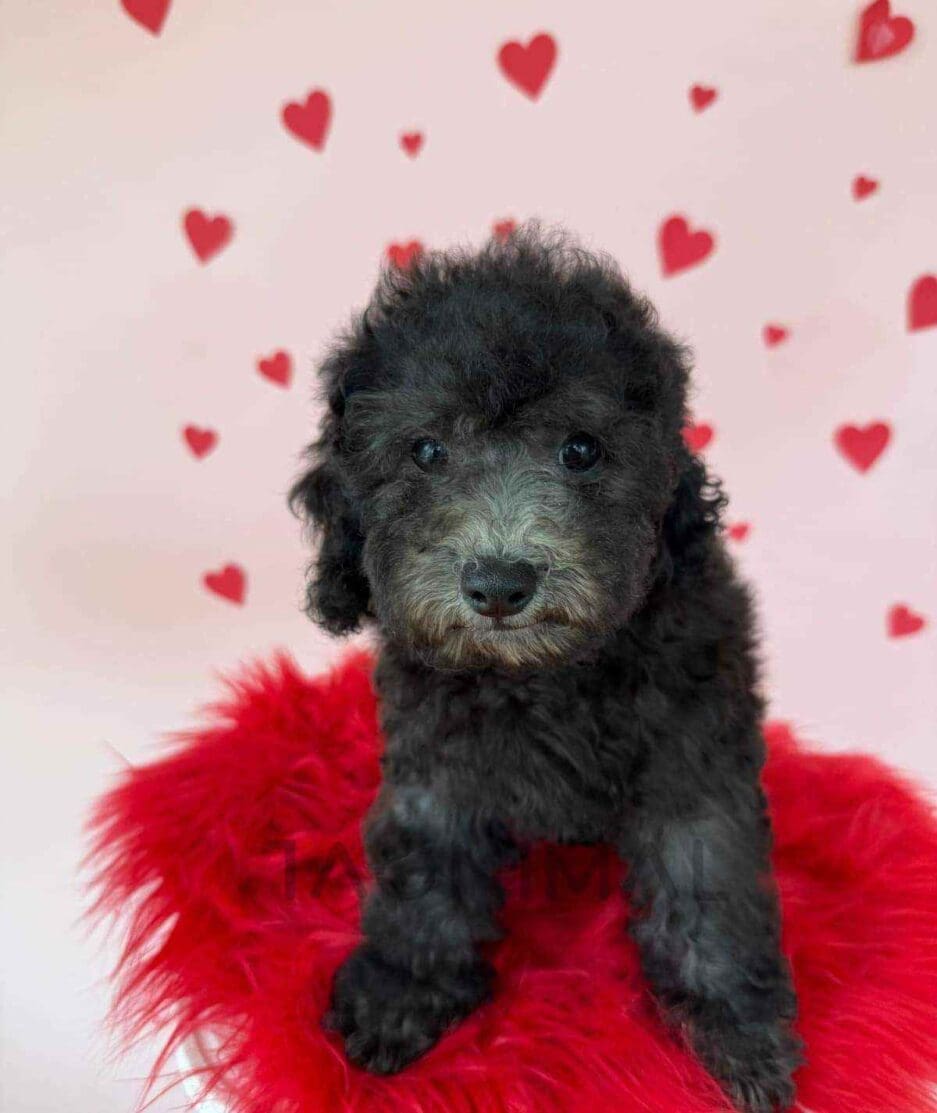 Poodle puppy for sale, dog for sale at Tagnimal