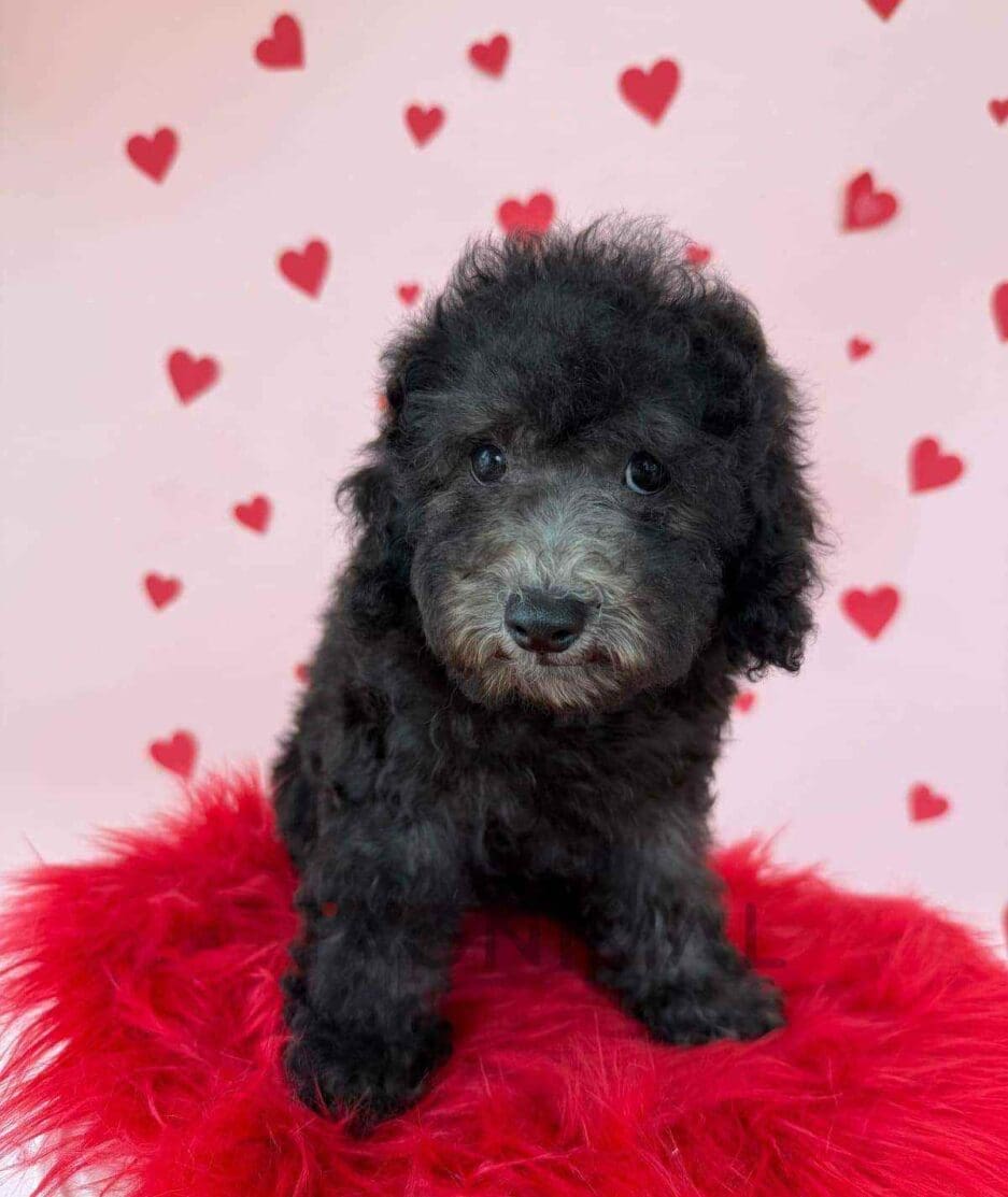 Poodle puppy for sale, dog for sale at Tagnimal