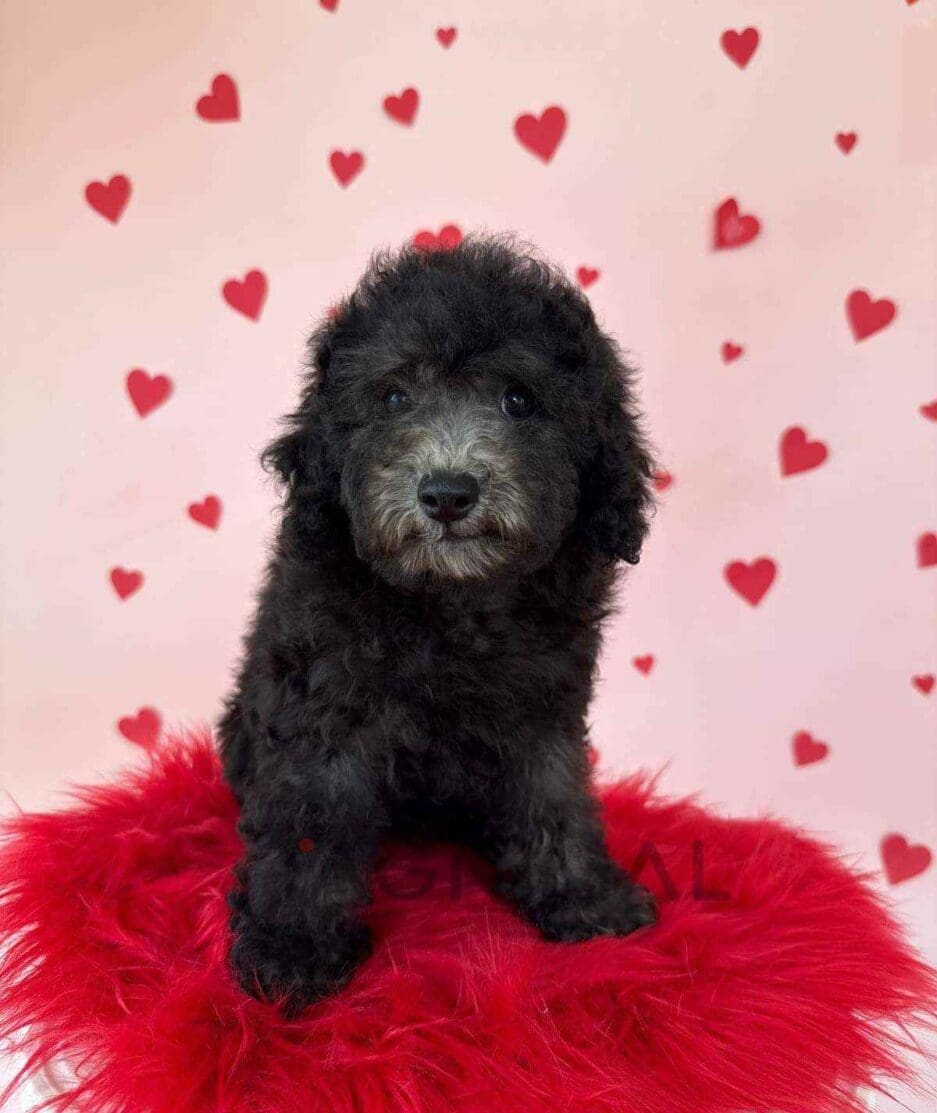 Poodle puppy for sale, dog for sale at Tagnimal
