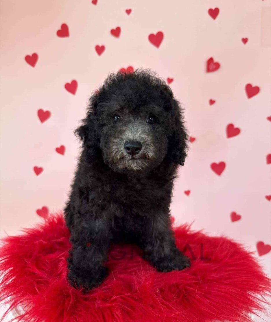 Poodle puppy for sale, dog for sale at Tagnimal