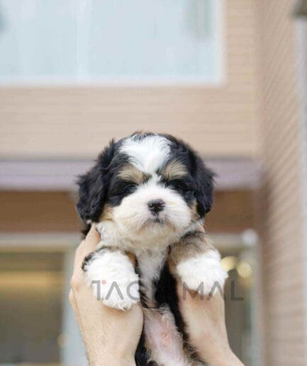 Bernedoodle puppy for sale, dog for sale at Tagnimal