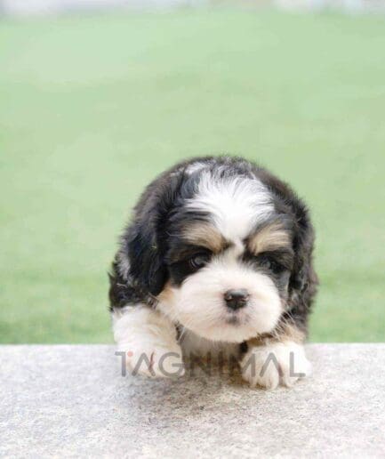Bernedoodle puppy for sale, dog for sale at Tagnimal