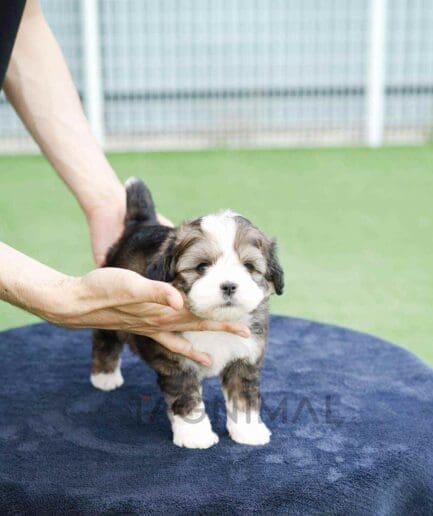Bernedoodle puppy for sale, dog for sale at Tagnimal
