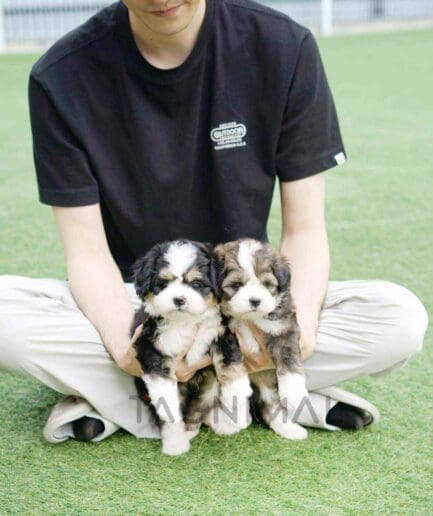 Bernedoodle puppy for sale, dog for sale at Tagnimal