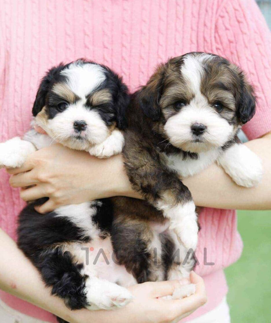Bernedoodle puppy for sale, dog for sale at Tagnimal