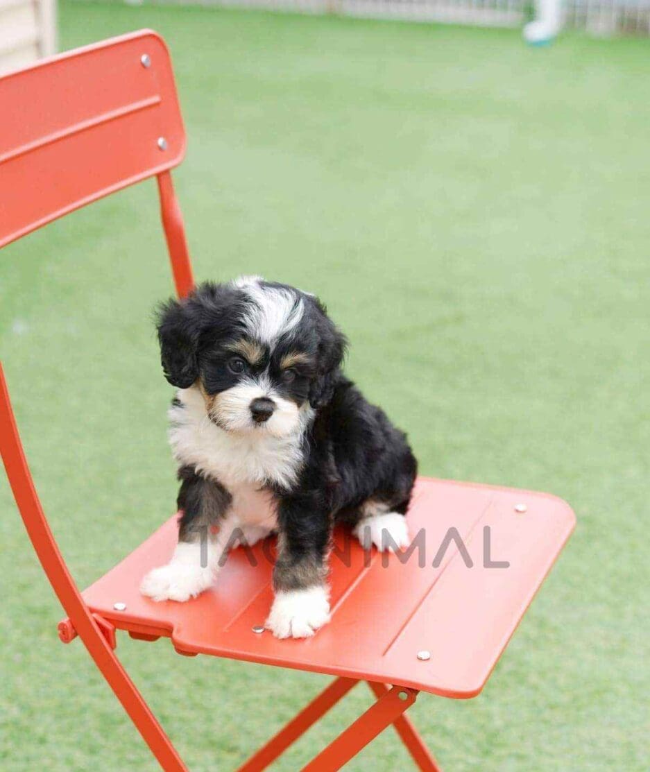 Bernedoodle puppy for sale, dog for sale at Tagnimal