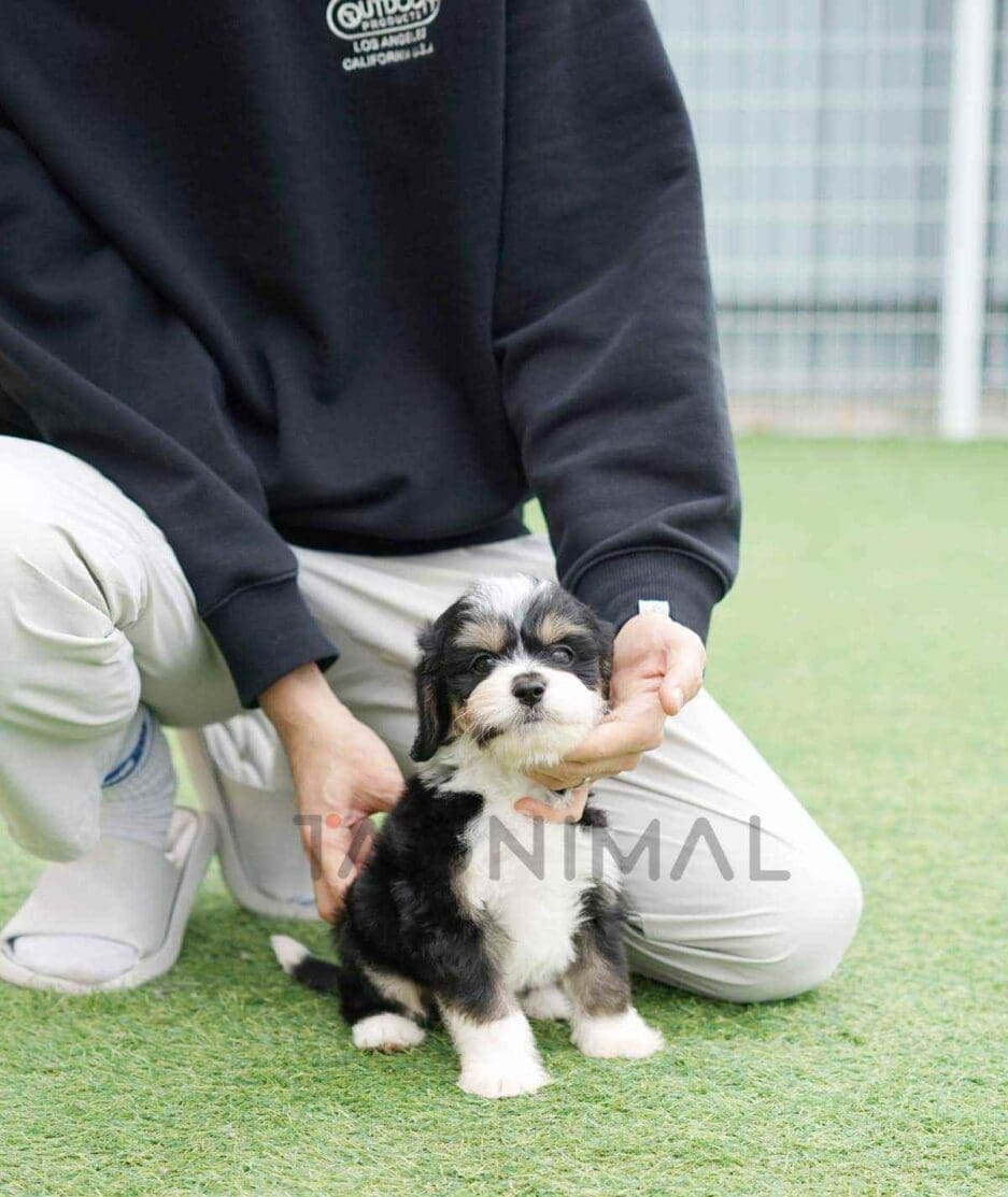Bernedoodle puppy for sale, dog for sale at Tagnimal