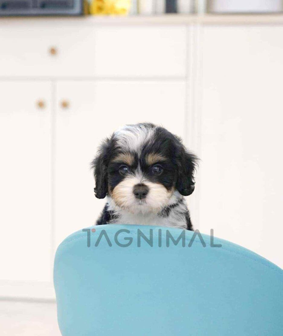 Bernedoodle puppy for sale, dog for sale at Tagnimal