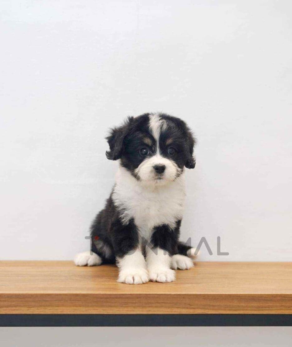Bernedoodle puppy for sale, dog for sale at Tagnimal