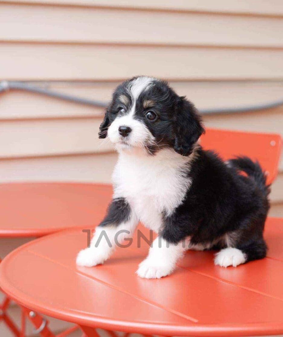 Bernedoodle puppy for sale, dog for sale at Tagnimal