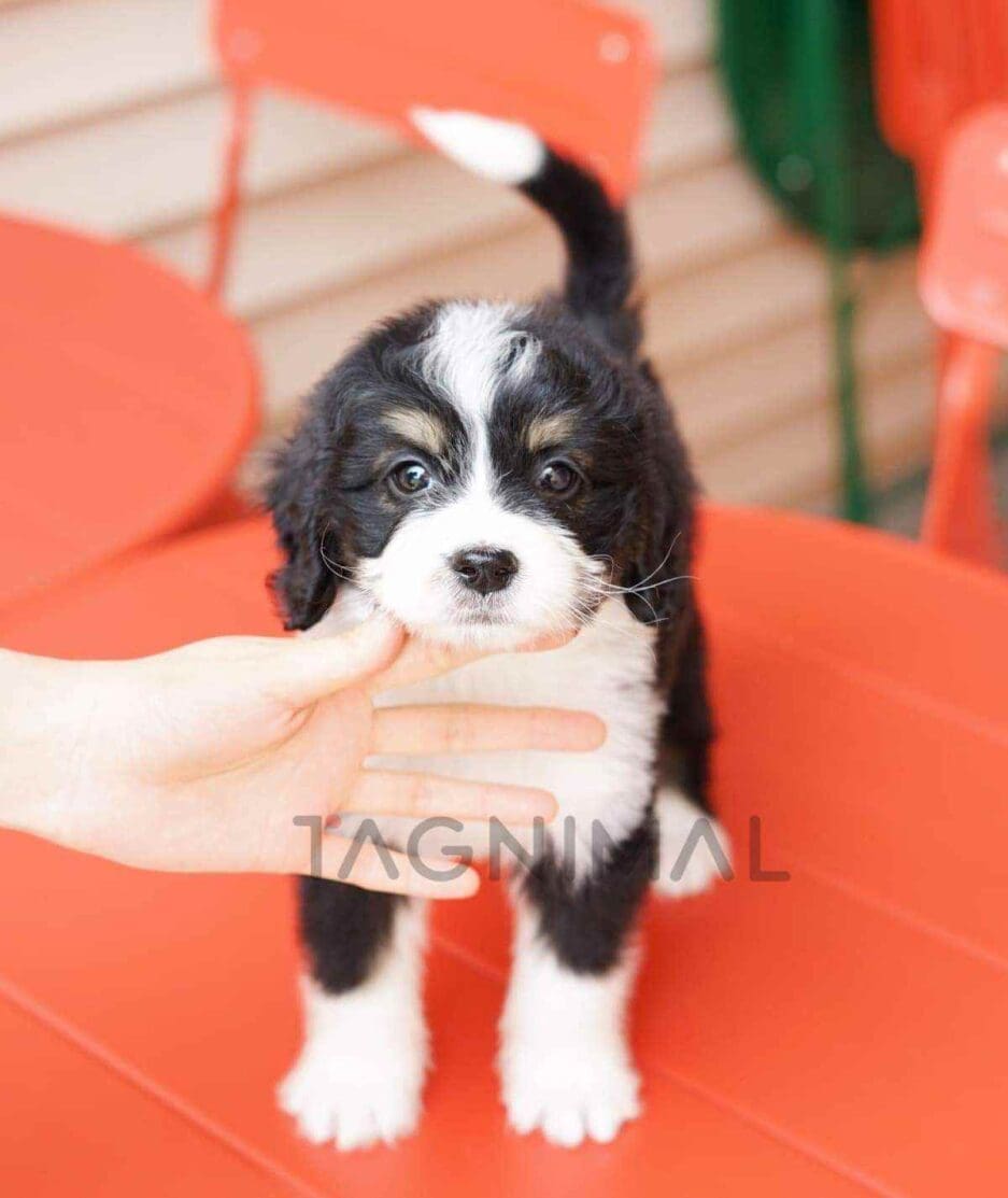 Bernedoodle puppy for sale, dog for sale at Tagnimal