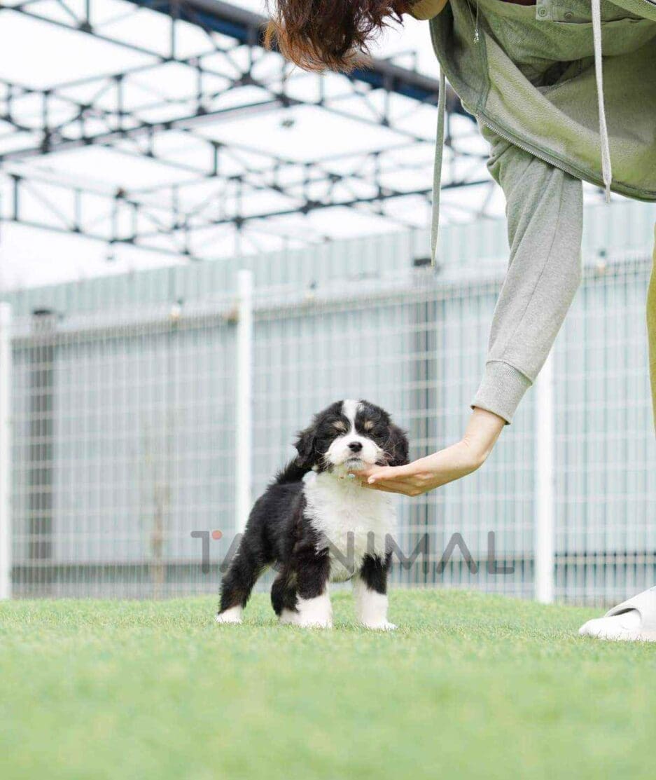 Bernedoodle puppy for sale, dog for sale at Tagnimal
