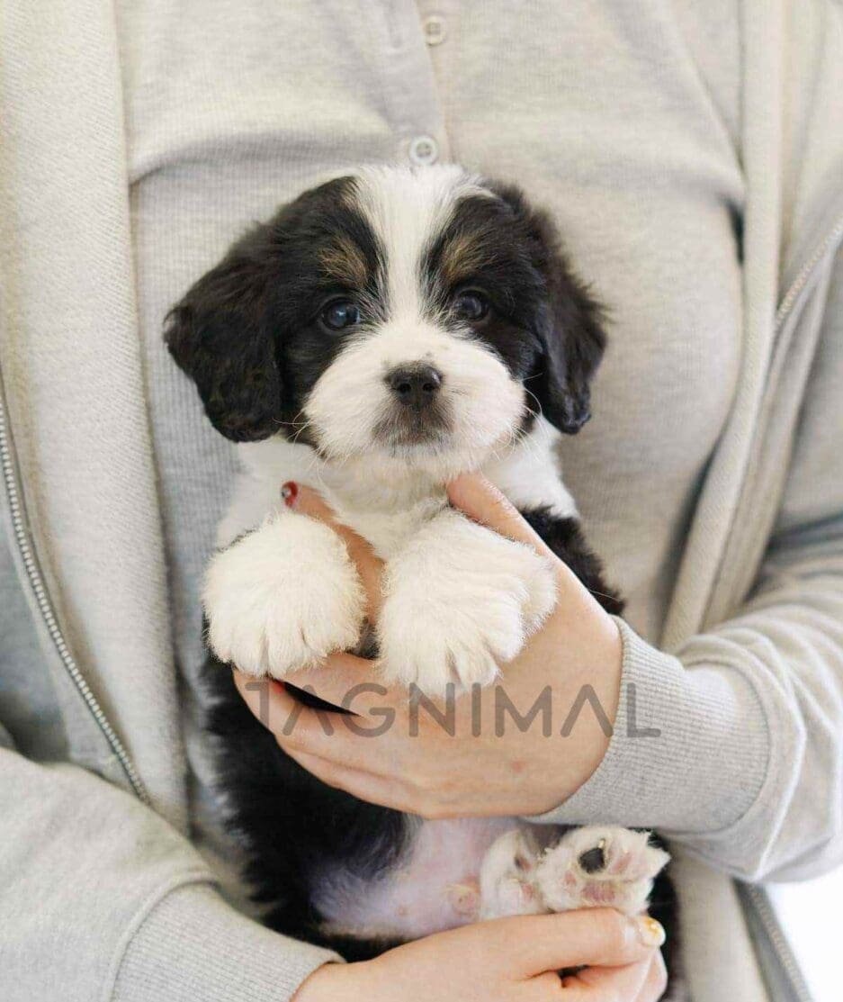 Bernedoodle puppy for sale, dog for sale at Tagnimal