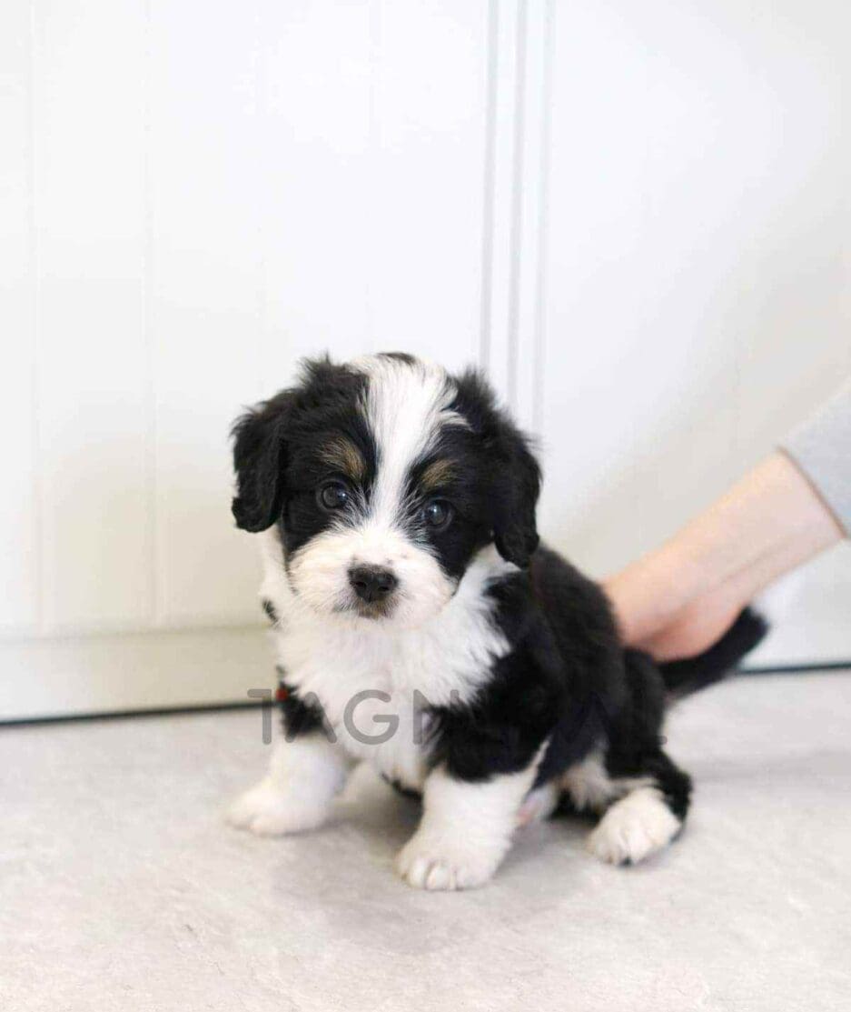 Bernedoodle puppy for sale, dog for sale at Tagnimal
