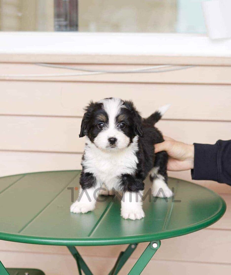 Bernedoodle puppy for sale, dog for sale at Tagnimal