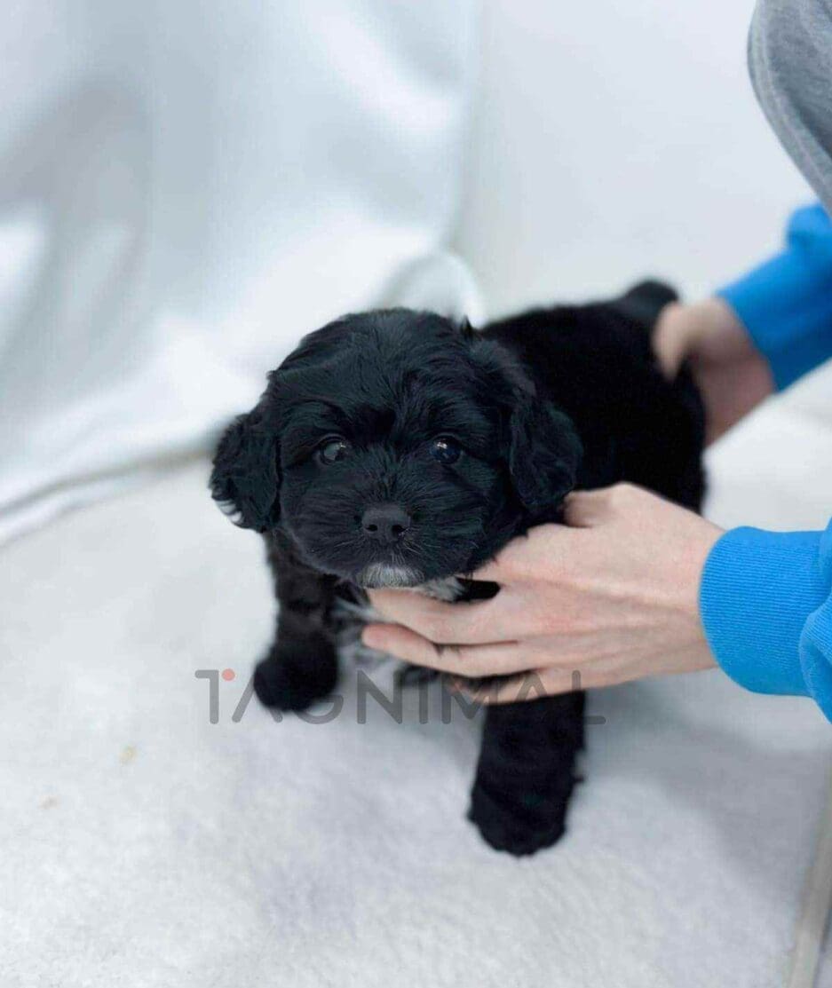Bernedoodle puppy for sale, dog for sale at Tagnimal